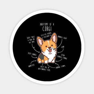 Red Headed Tri Corgi Dog Anatomy Magnet